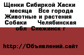 Щенки Сибиркой Хаски 2 месяца - Все города Животные и растения » Собаки   . Челябинская обл.,Снежинск г.